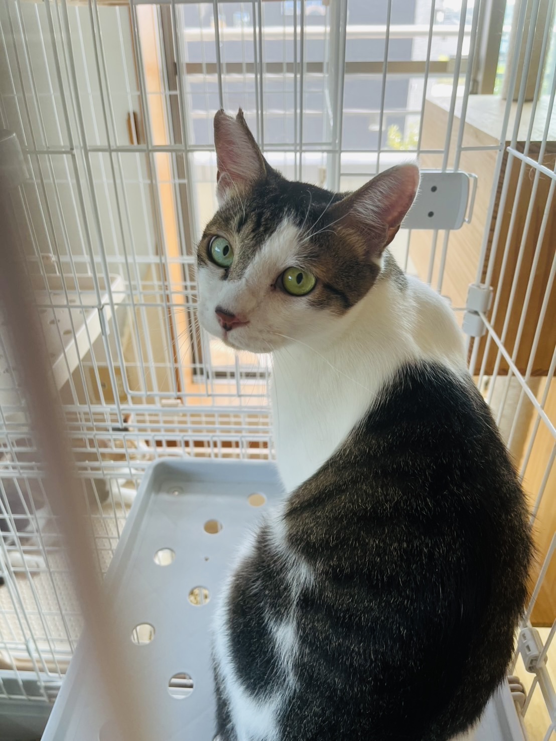 マイペースなハンサム猫ちゃん