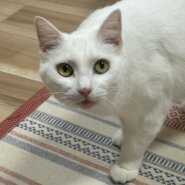 人馴れ◎の女の子