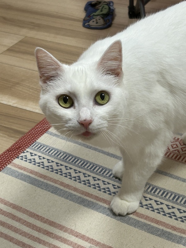 人馴れ◎の女の子