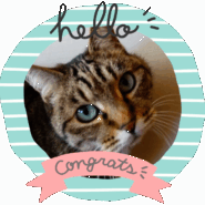 11才キジトラ女の子