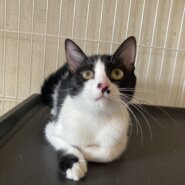 かまってちゃんのせいちゃん