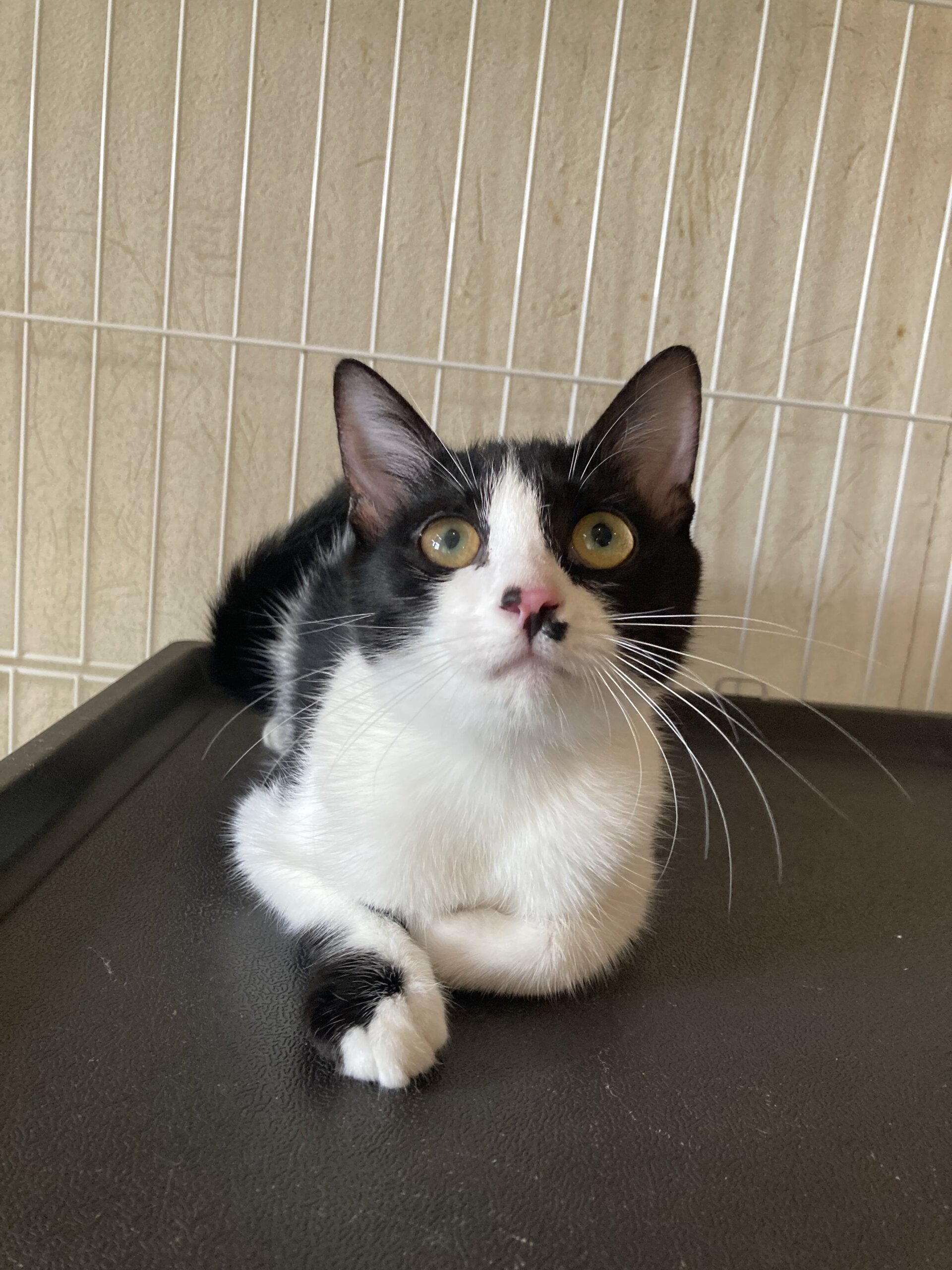 かまってちゃんのせいちゃん