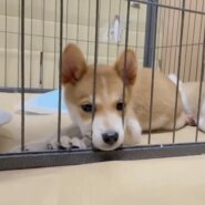 子犬ちゃん🐶二か月✨おとこのこ