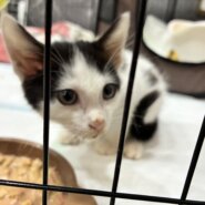 生後2ヶ月くらいの子猫　オス　保護猫