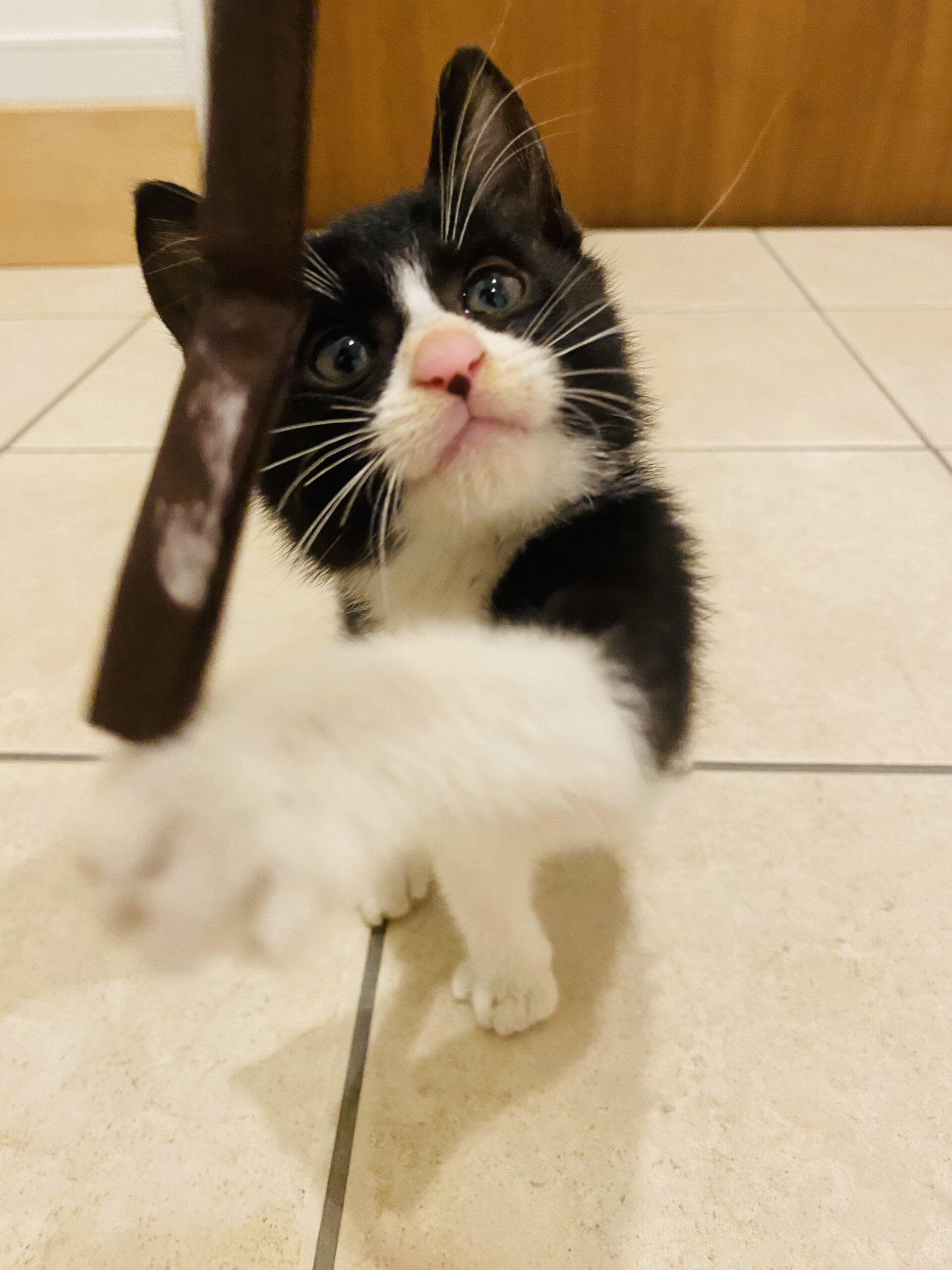 ハチワレ1.5カ月の男の子