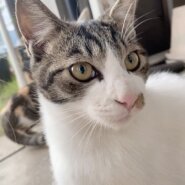 2匹の譲渡を希望/甘えん坊のイケメン♡♡面倒見も良いです✨