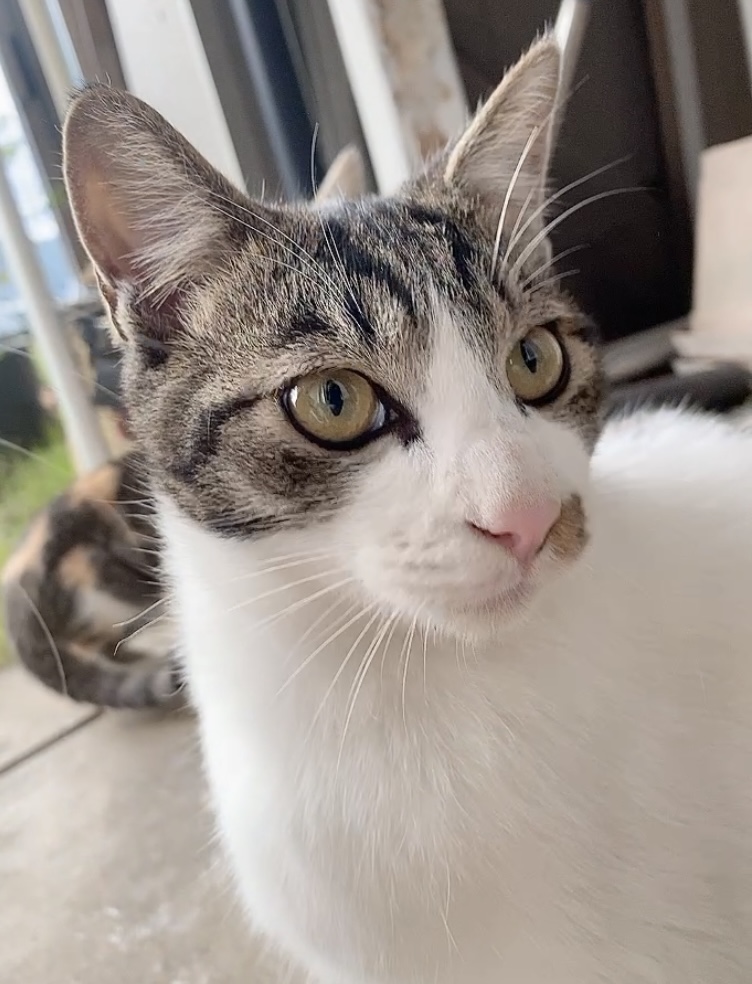 2匹の譲渡を希望/甘えん坊のイケメン♡♡面倒見も良いです✨