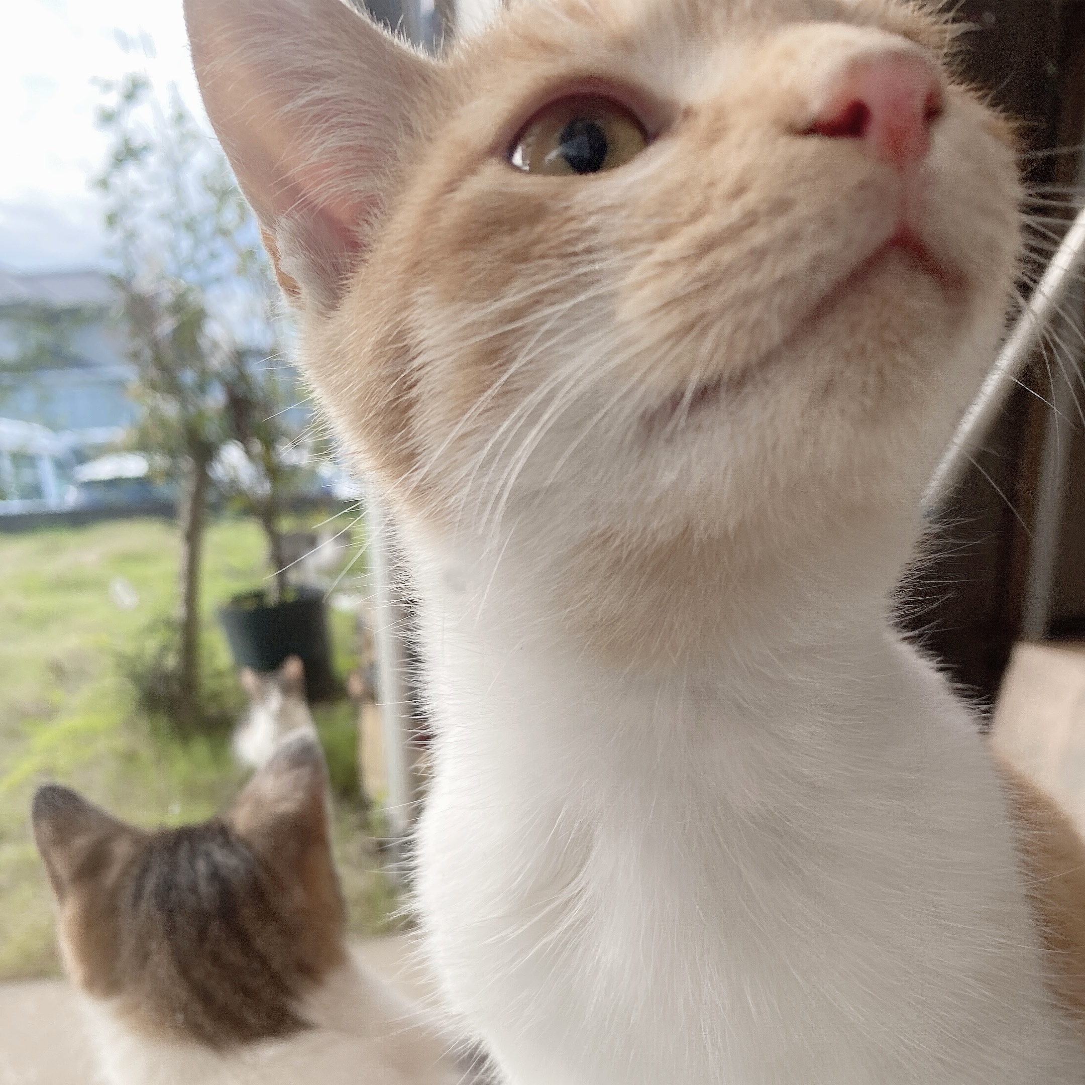 2匹の譲渡を希望/うさぎ尻尾がチャームポイント★膝の上が好きです