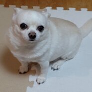 スムースチワワ７歳男の子里親募集