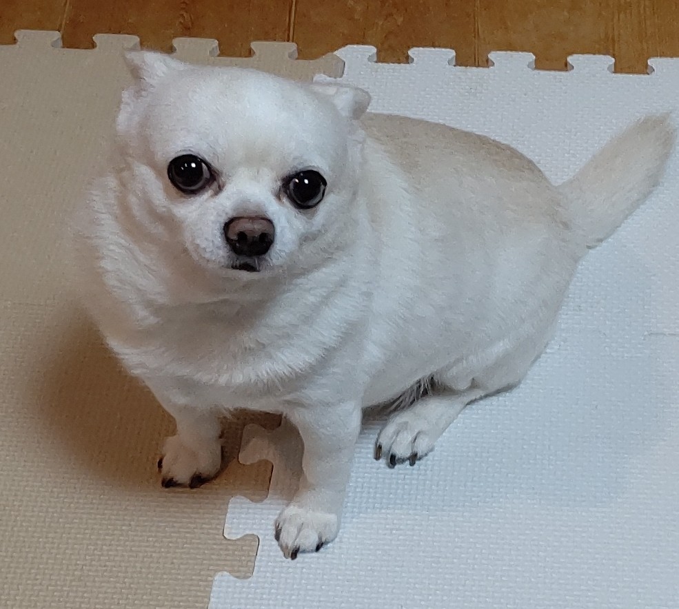 スムースチワワ７歳男の子里親募集