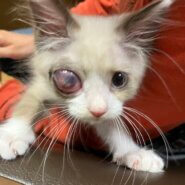 片目は見えなくても賢い子猫、保護者変わりました🙂‍↕️