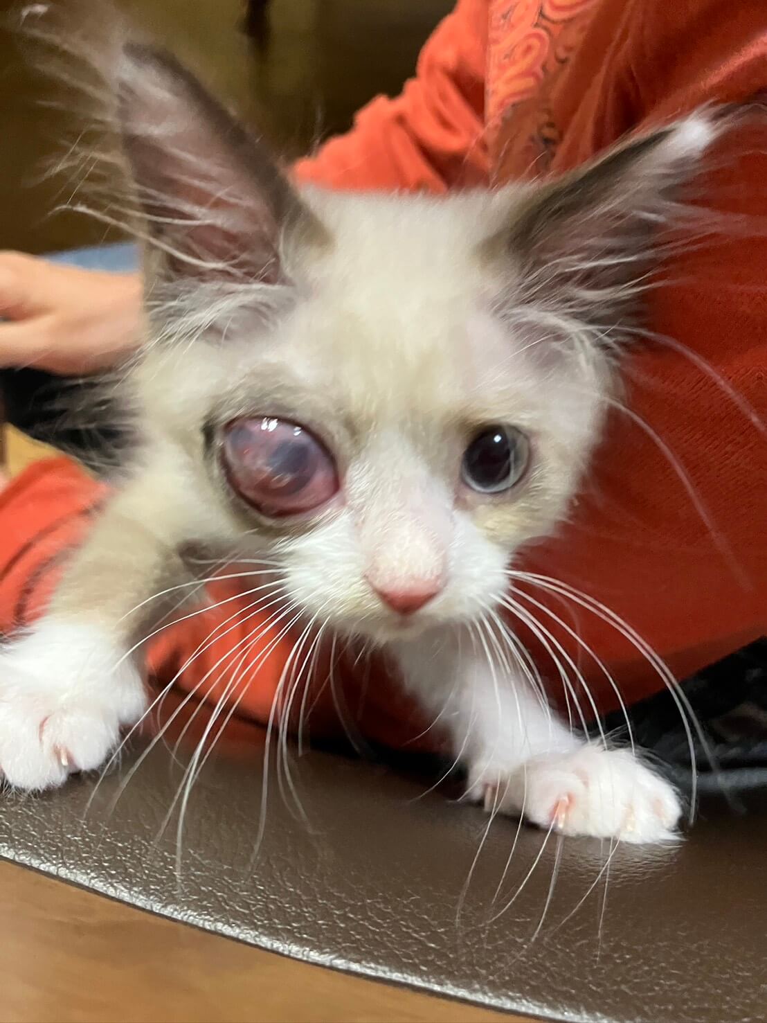 片目は見えなくても賢い子猫、保護者変わりました🙂‍↕️