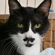 【譲渡決定】トン：僕だけを構ってほしい！