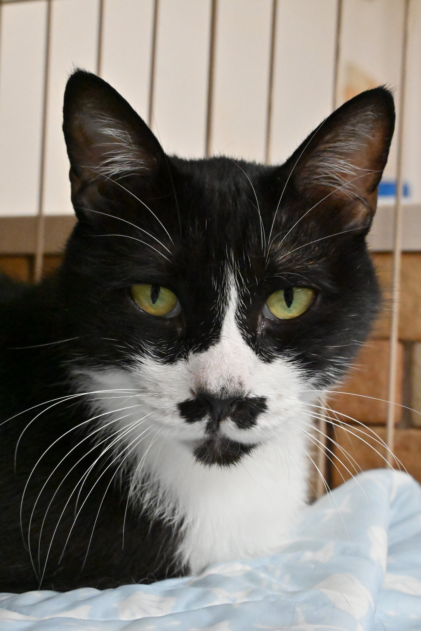 【譲渡決定】トン：僕だけを構ってほしい！