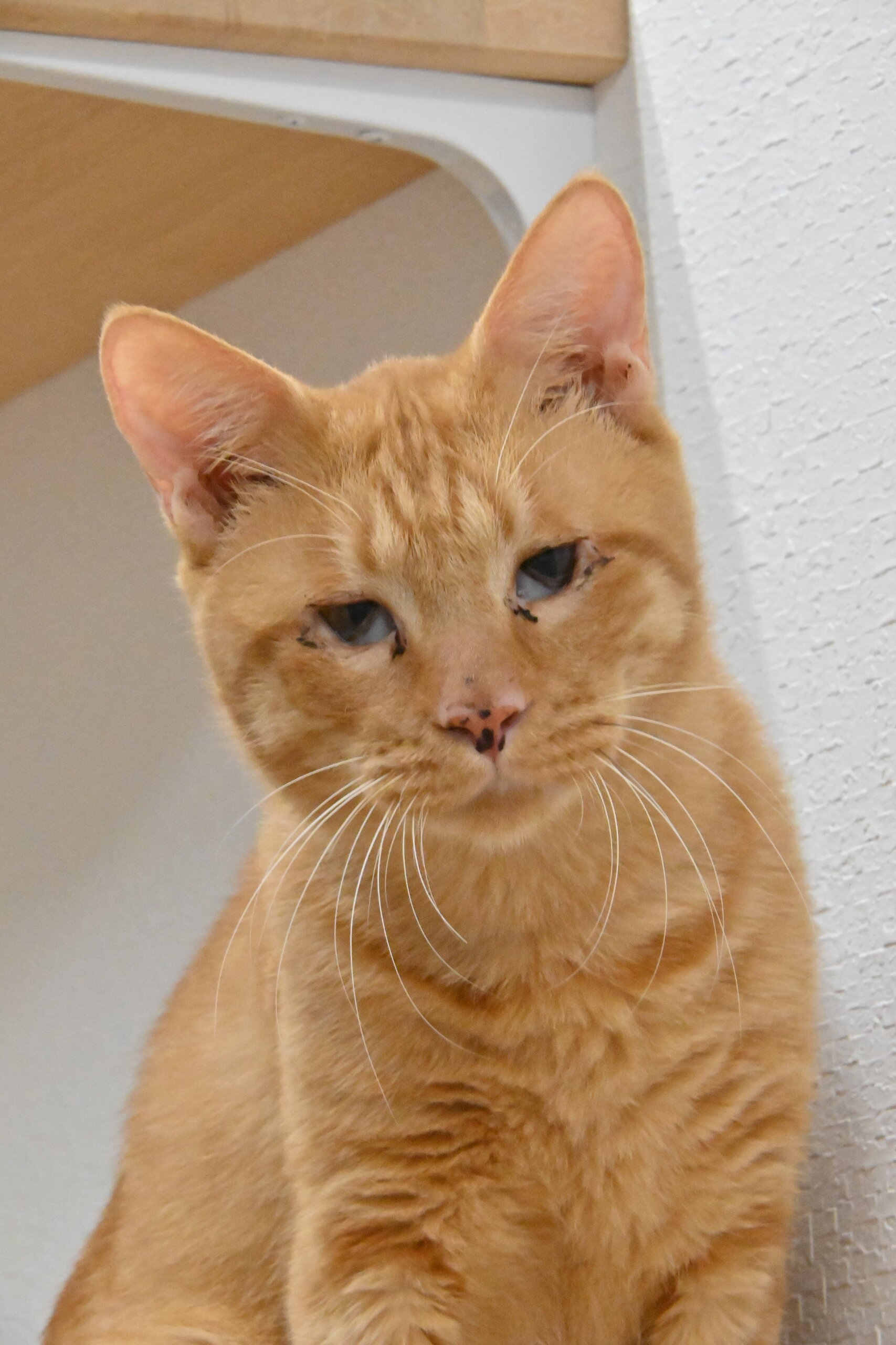 茶太郎：人とご飯が大好き！