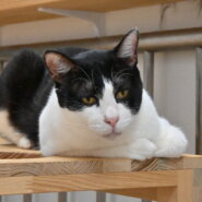 モノトン：何があっても動じない