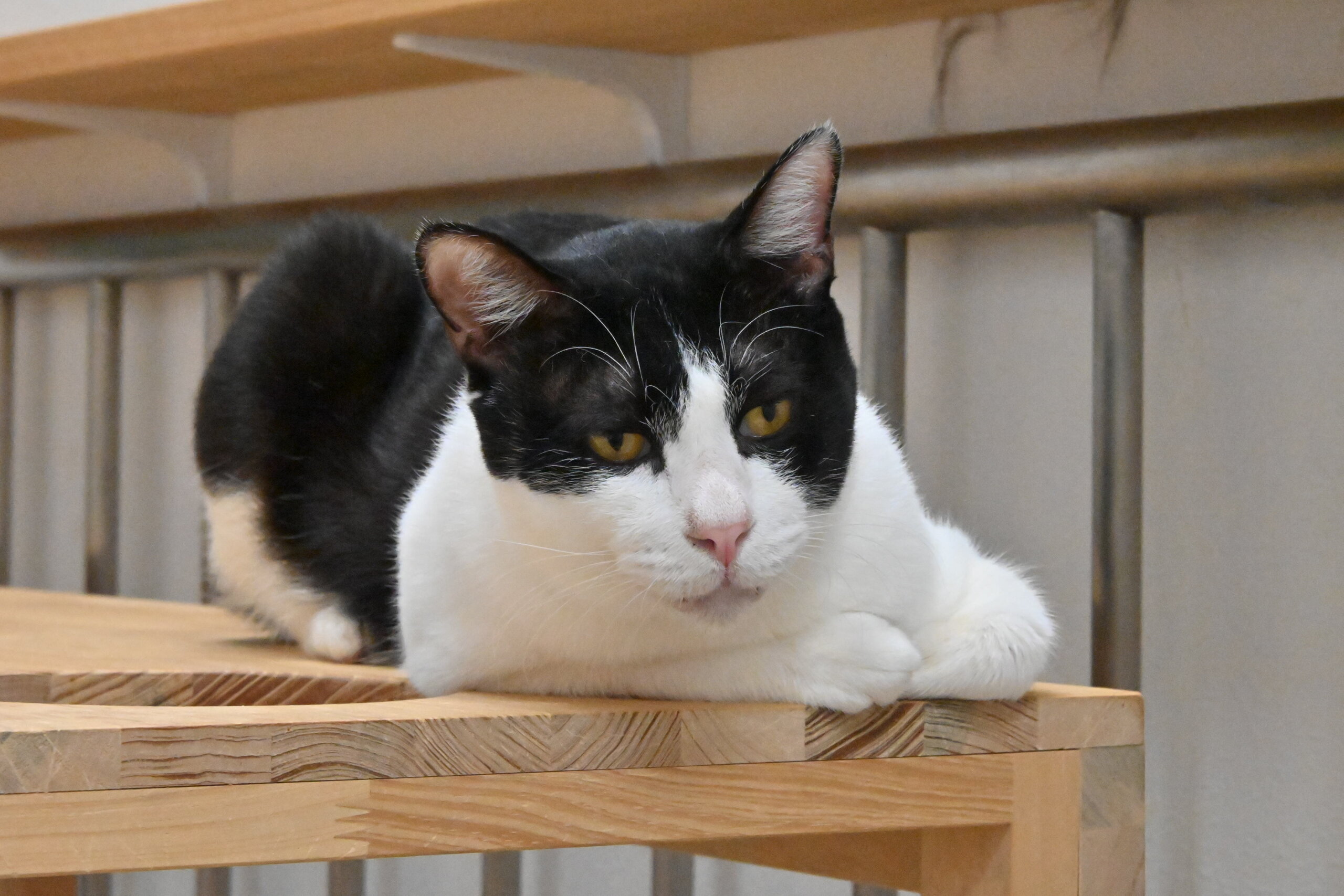 モノトン：何があっても動じない