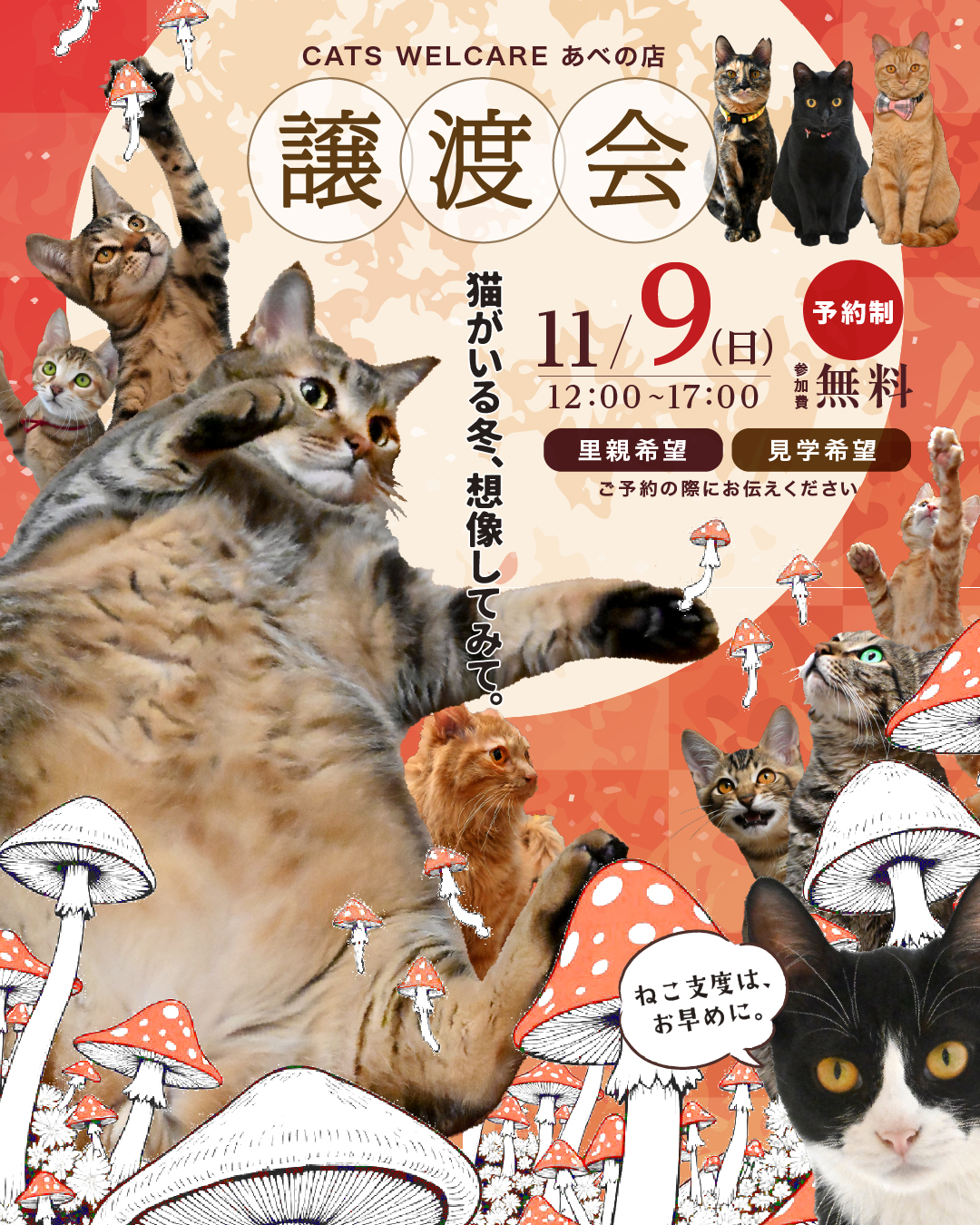 ふれあえる譲渡会 in 大阪市（見学だけでもOK！）