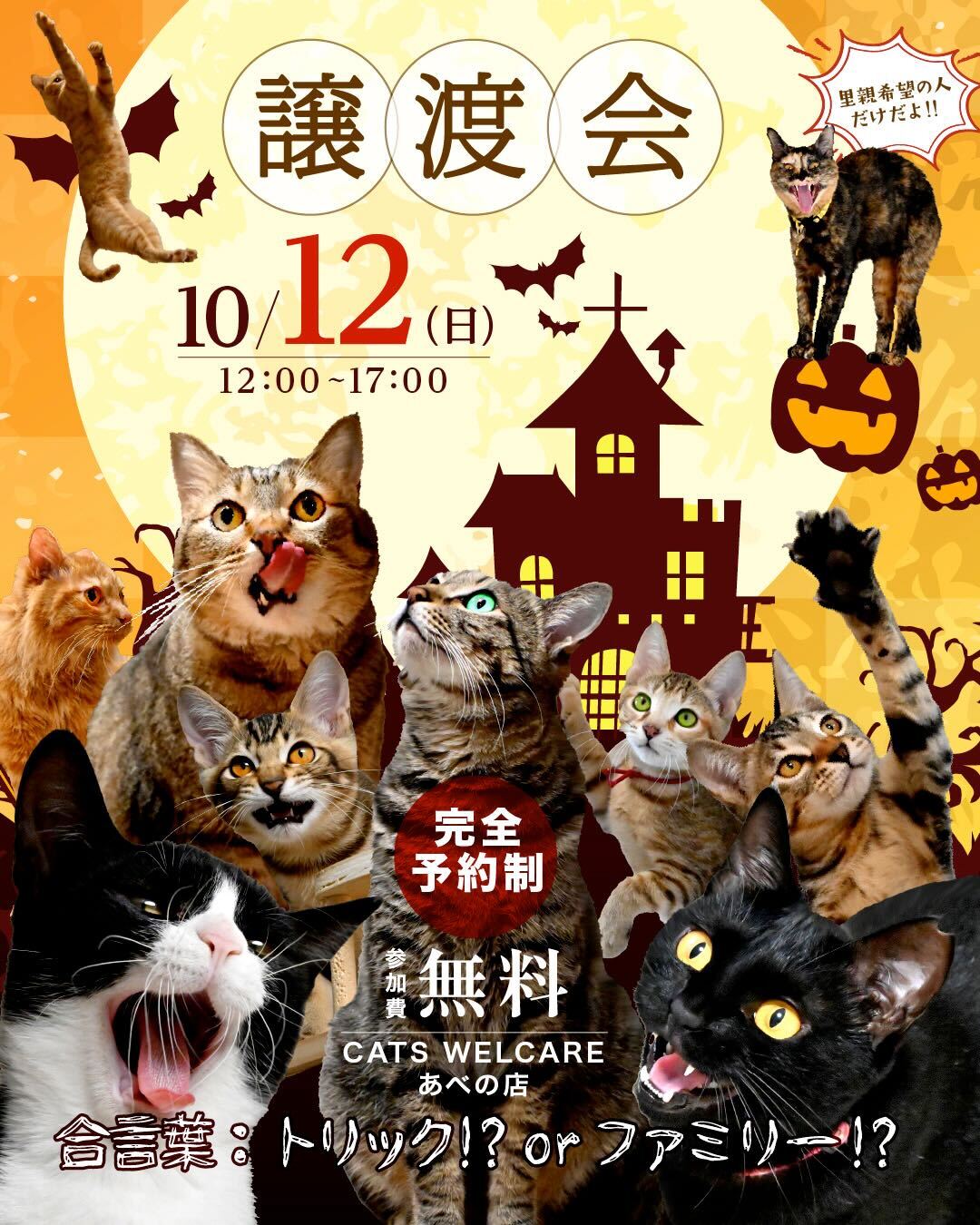 ふれあえる譲渡会 in大阪市