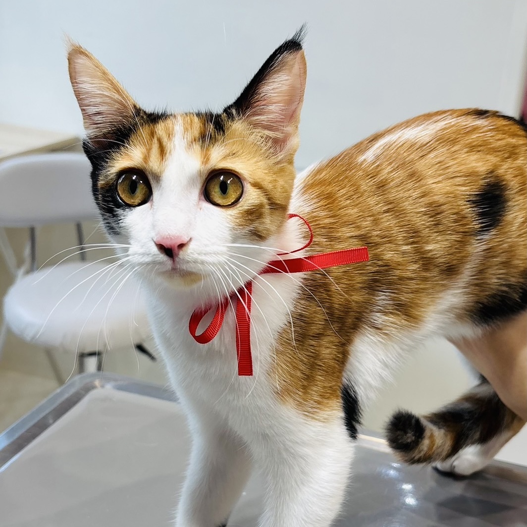 生後半年の三毛猫の女の子