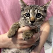 生後2ヶ月の男の子