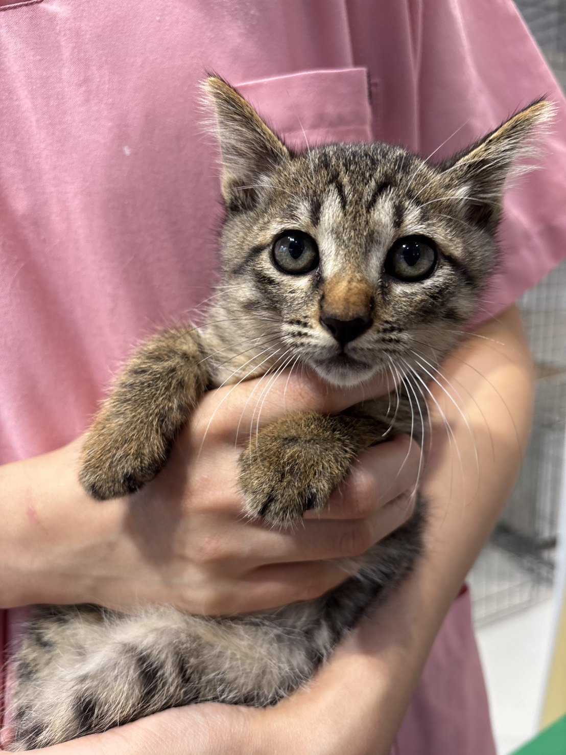 生後2ヶ月の男の子