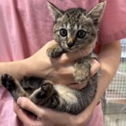 生後2ヶ月の女の子