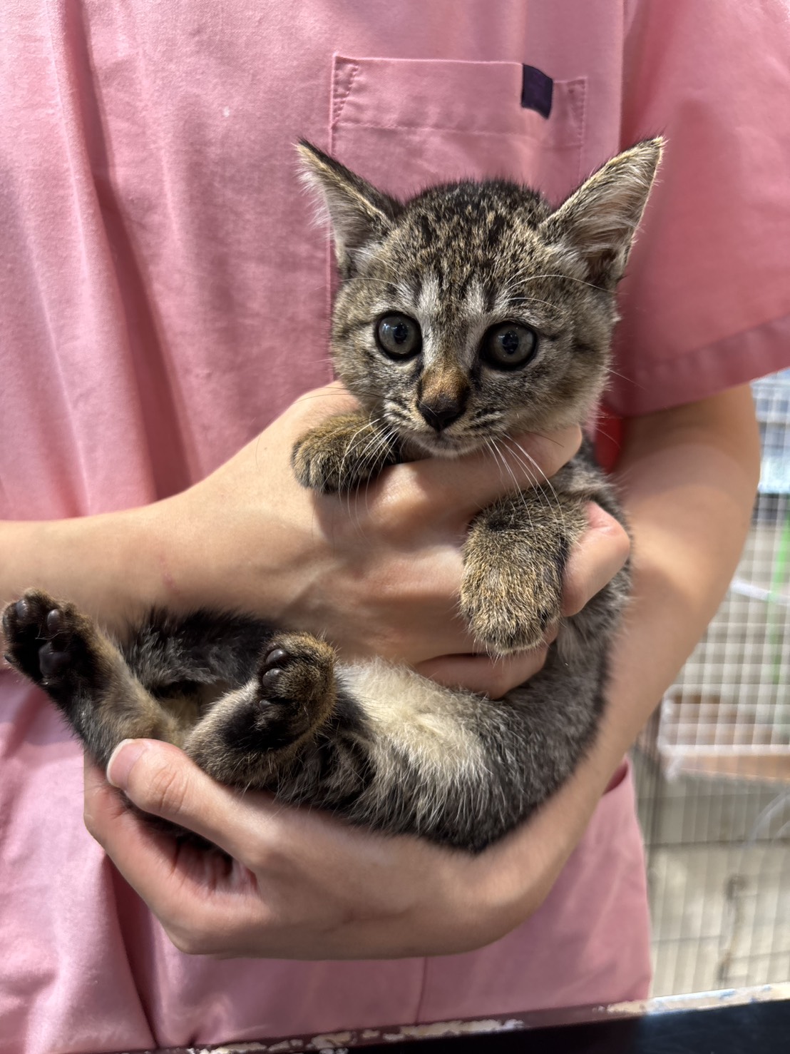 生後2ヶ月の女の子