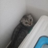 美人サバトラ猫ちゃん