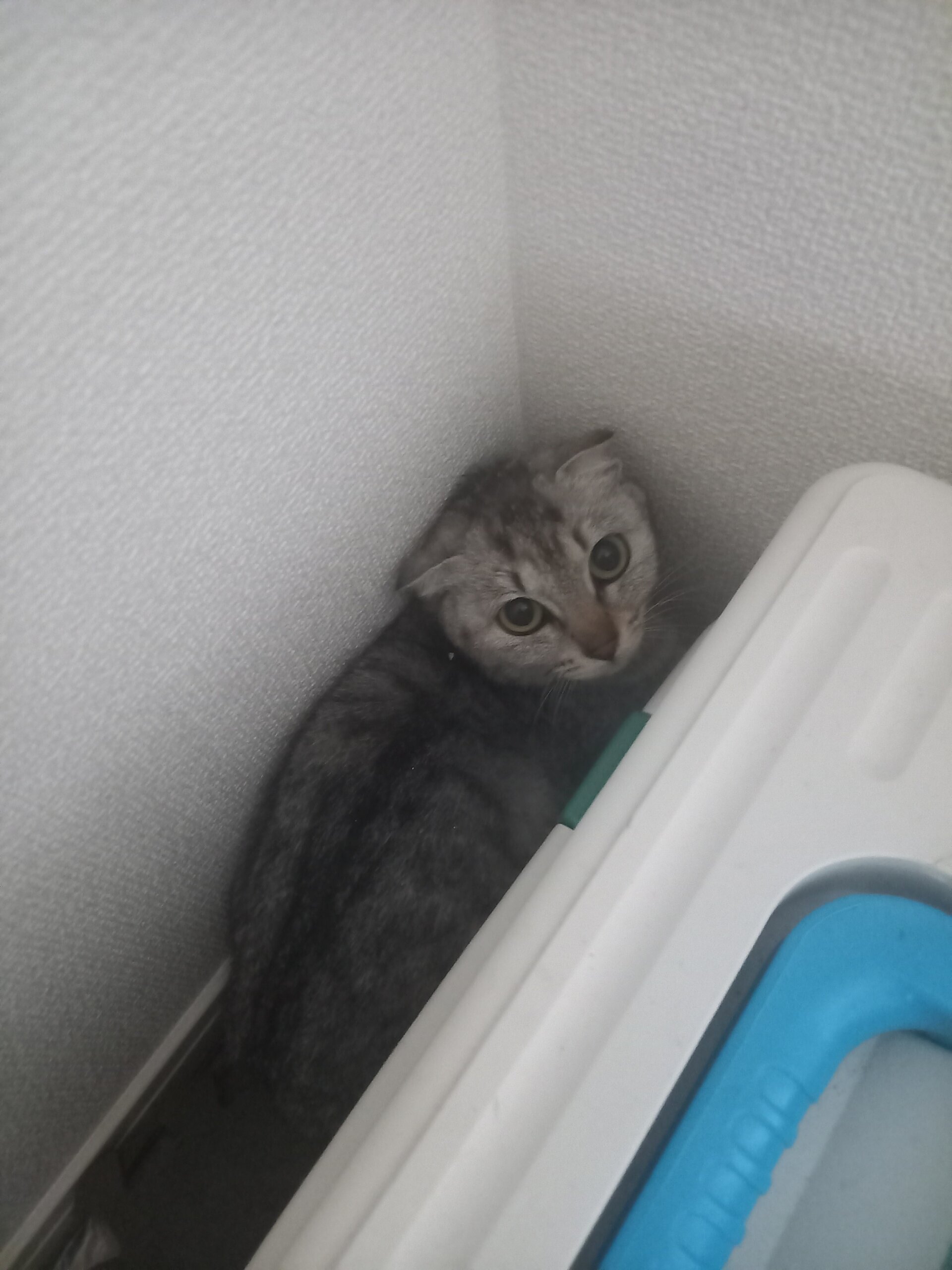 美人サバトラ猫ちゃん