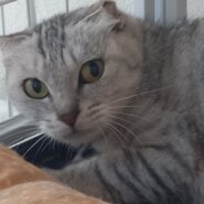 ぬいぐるみのようなサバトラ猫