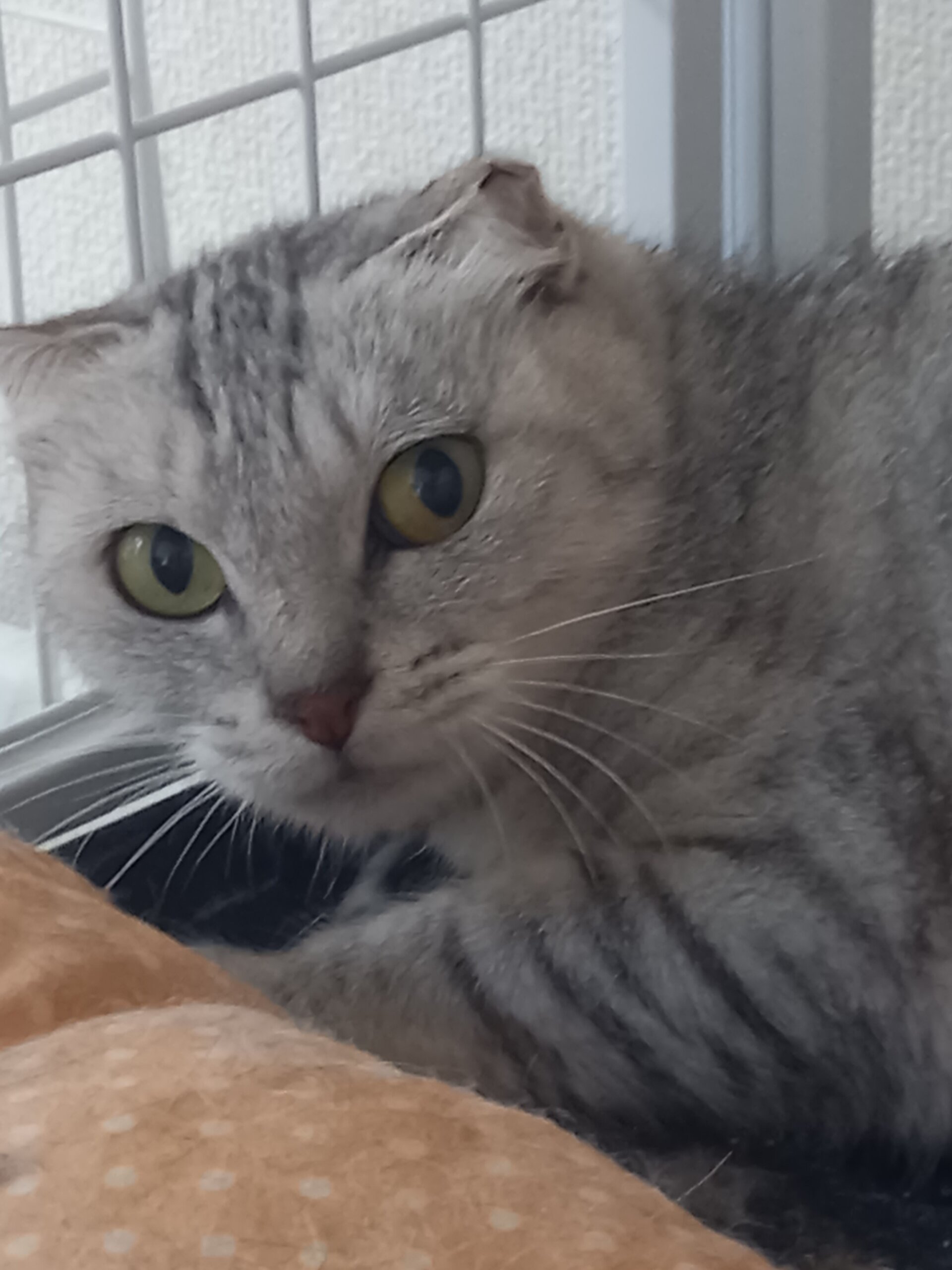 ぬいぐるみのようなサバトラ猫