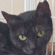 可愛い黒猫ちゃん