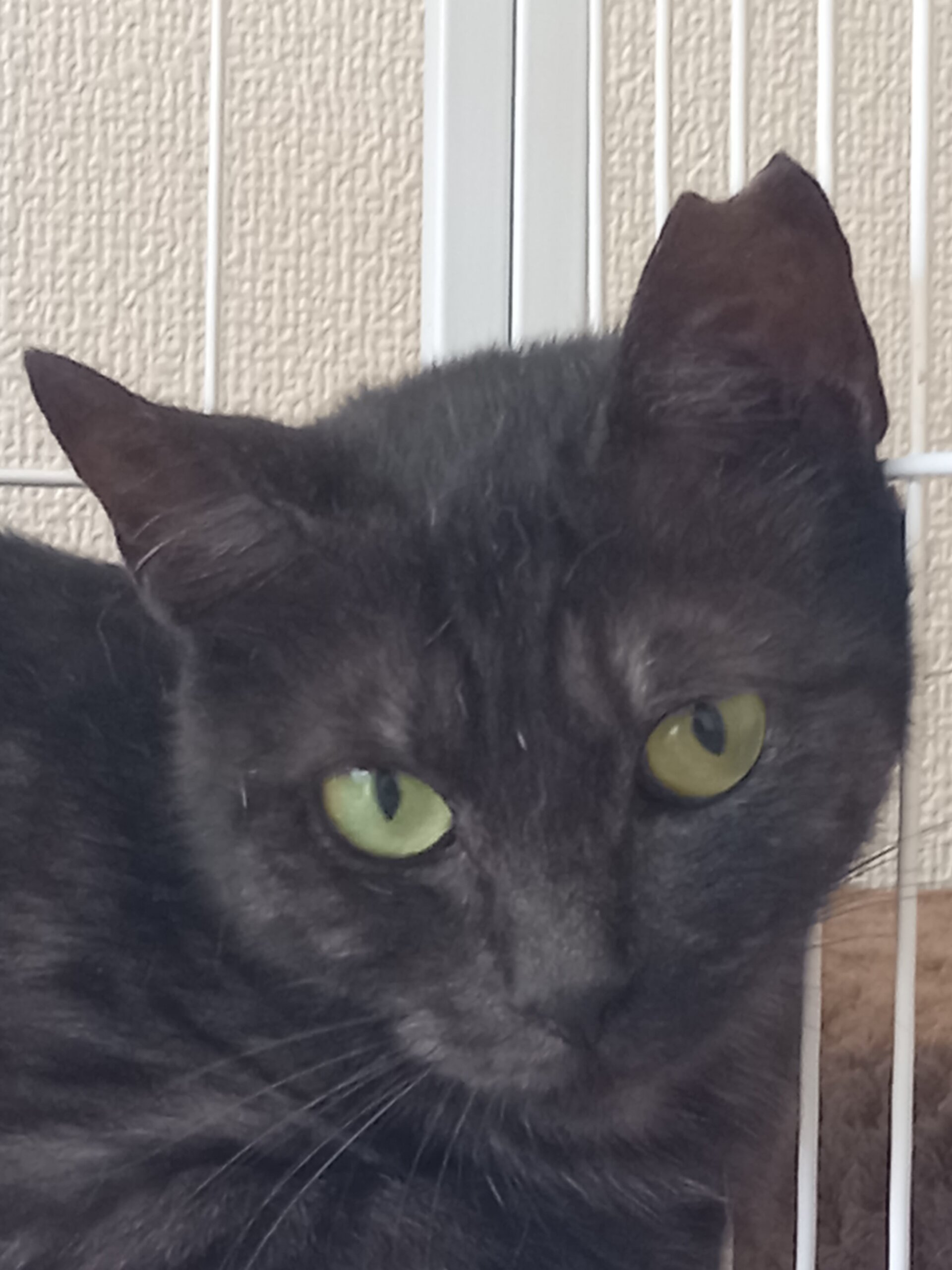 可愛い黒猫ちゃん