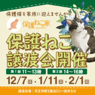 保護ねこの家譲渡会 in 天王寺