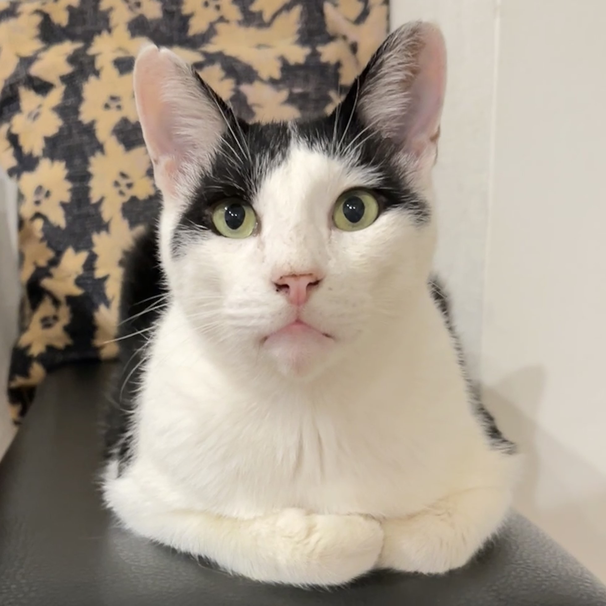 人間との距離感絶妙おじいちゃん猫