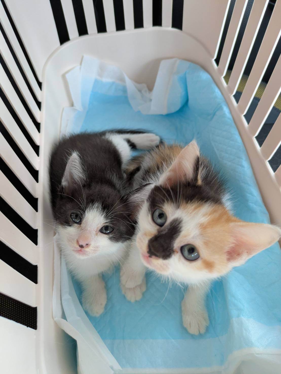 in江南市☆子猫がいっぱい☆保護猫達をオウチに迎えよう☆2025年10月12日（日）～ 非営利団体「ちーむ にゃいんず」