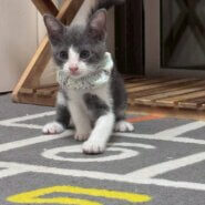 in名古屋市☆子猫もいっぱい☆保護猫達をオウチに迎えよう☆2025年10月12日（日）～ 非営利団体「ちーむ にゃいんず」