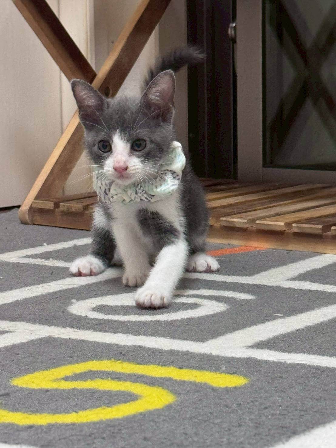 in名古屋市☆子猫もいっぱい☆保護猫達をオウチに迎えよう☆2025年10月12日（日）～ 非営利団体「ちーむ にゃいんず」