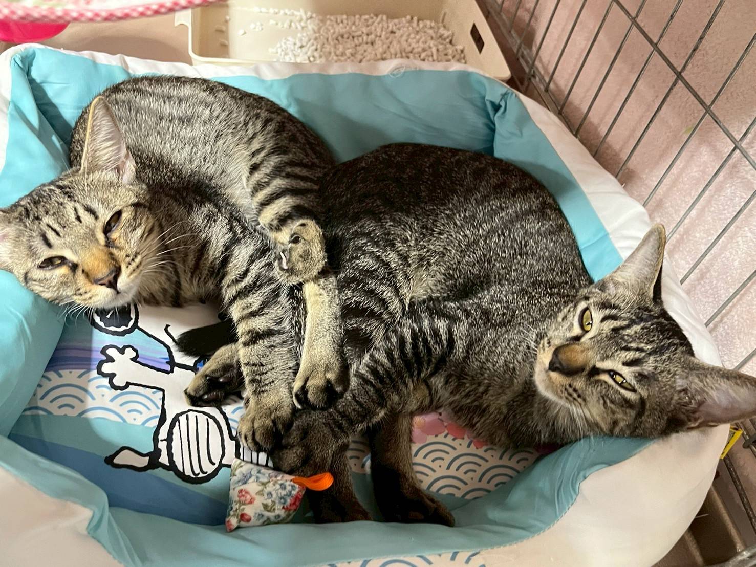 in春日井市☆子猫もいっぱい☆保護猫達を暖かいオウチに迎えよう☆2025年10月18日（土）～ 非営利団体「ちーむ にゃいんず」