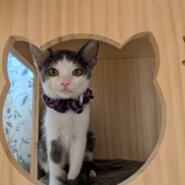 in岡崎市☆子猫もいっぱい☆保護猫達を暖かいオウチに迎えよう☆2025年10月18日（土）～ 非営利団体「ちーむ にゃいんず」