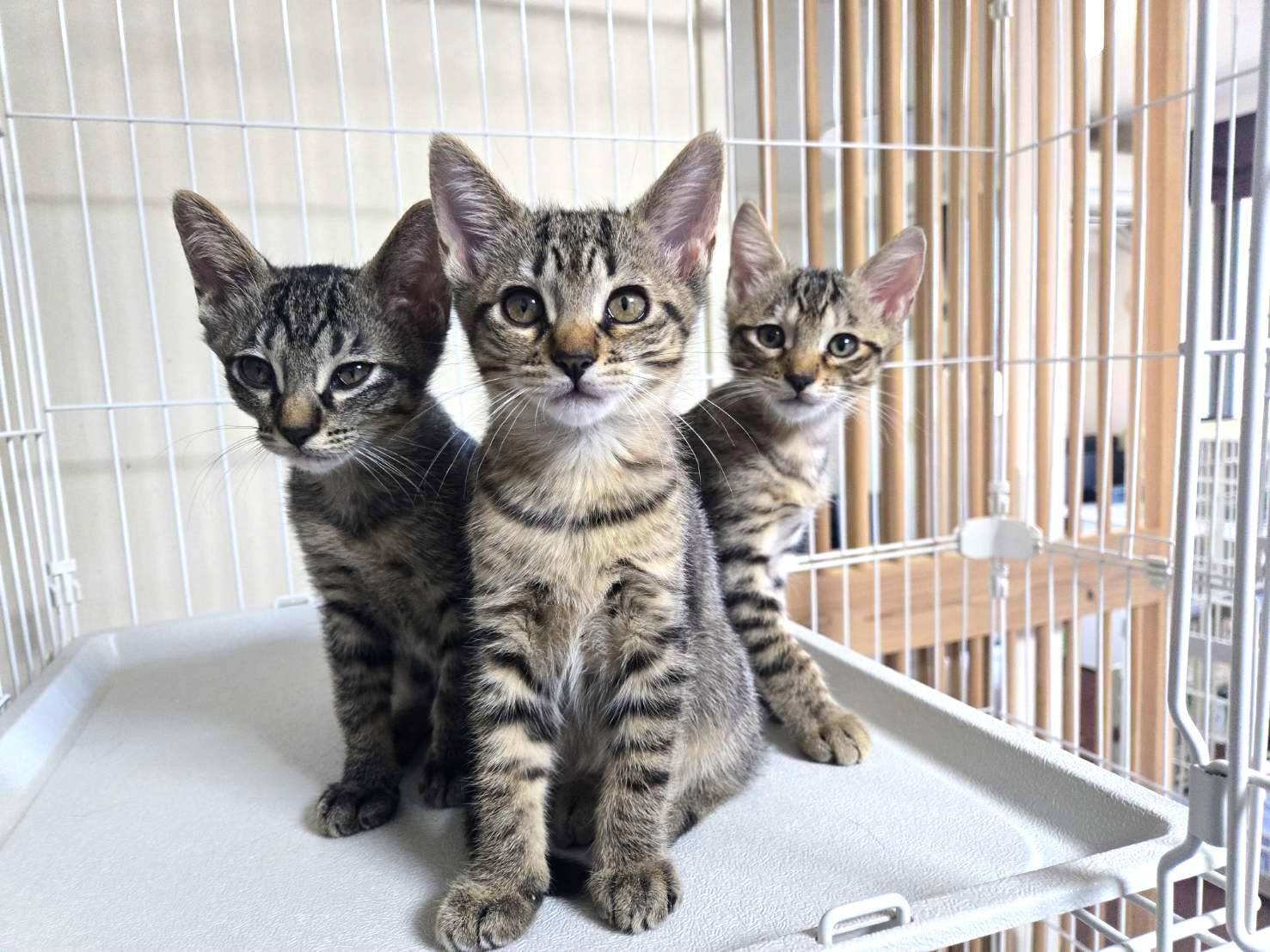 in名古屋市☆ハロウィン＆子猫☆2025年10月25日（土）～ 非営利団体「ちーむ にゃいんず」