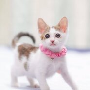 in江南市☆ハロウィン＆子猫☆2025年10月26日（日）～ 非営利団体「ちーむ にゃいんず」