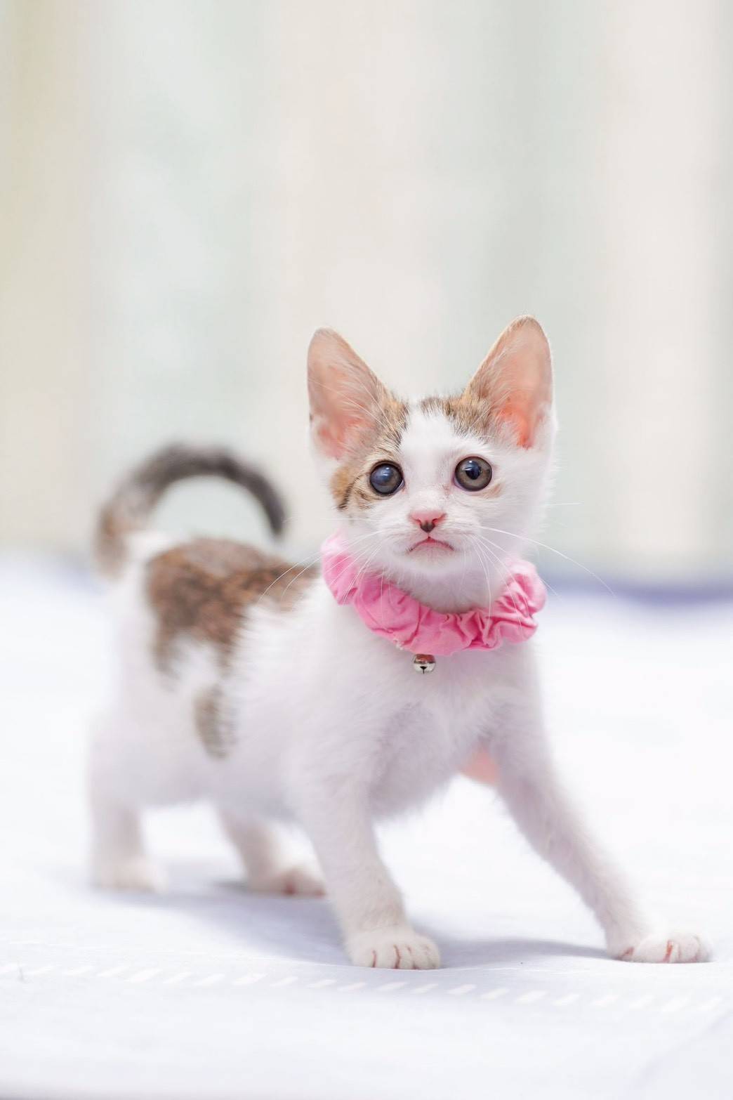 in江南市☆ハロウィン＆子猫☆2025年10月26日（日）～ 非営利団体「ちーむ にゃいんず」