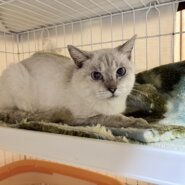 in岡崎市☆子猫もいっぱい☆保護猫達を暖かいオウチに迎えよう☆2025年11月1日（土）～ 非営利団体「ちーむ にゃいんず」