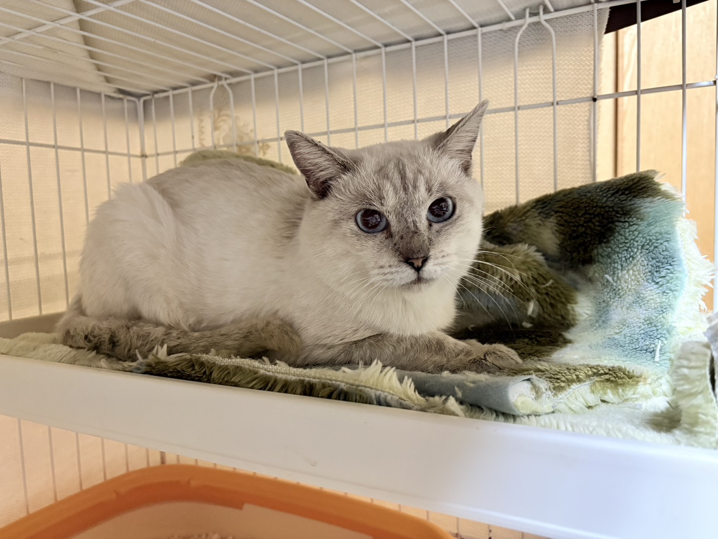 in岡崎市☆子猫もいっぱい☆保護猫達を暖かいオウチに迎えよう☆2025年11月1日（土）～ 非営利団体「ちーむ にゃいんず」