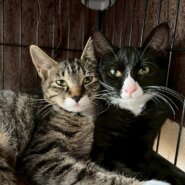 in岡崎市☆子猫もいっぱい☆保護猫達をオウチに迎えよう☆2025年11月3日（祝）～ 非営利団体「ちーむ にゃいんず」