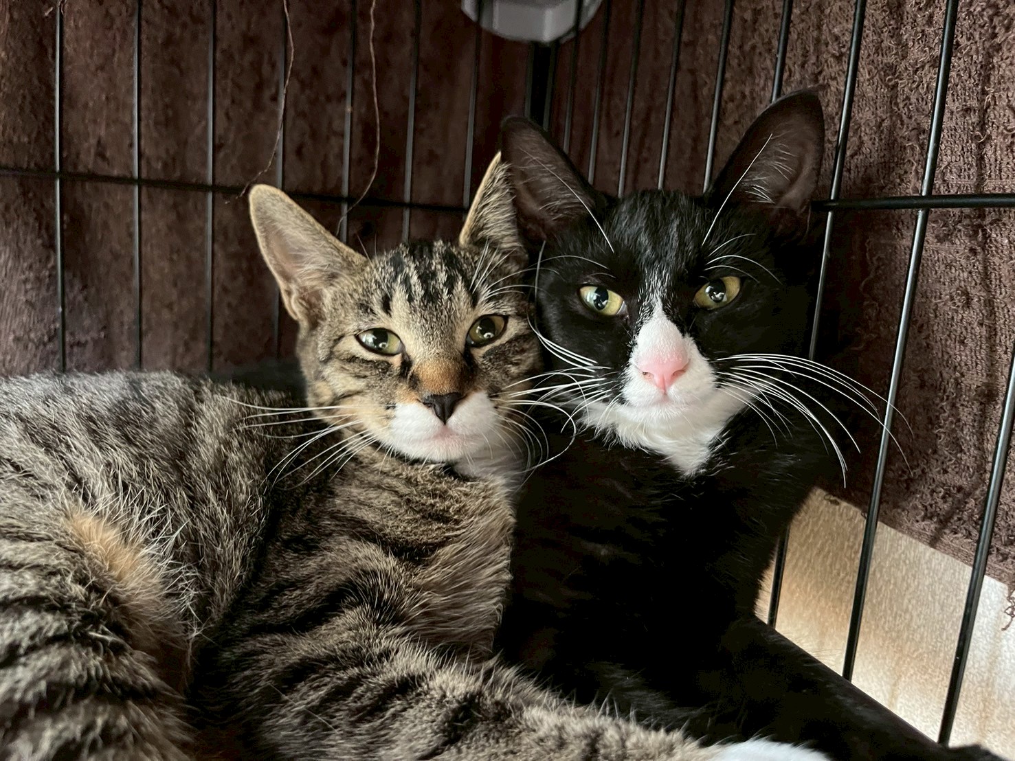 in岡崎市☆子猫もいっぱい☆保護猫達をオウチに迎えよう☆2025年11月3日（祝）～ 非営利団体「ちーむ にゃいんず」