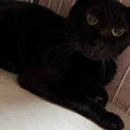 黒猫のジジくん