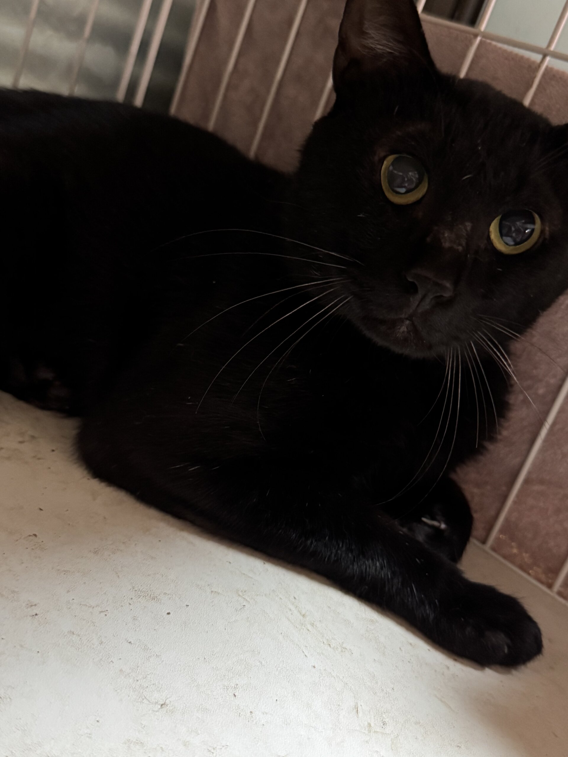 黒猫のジジくん